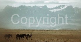 Landscapes - 0001